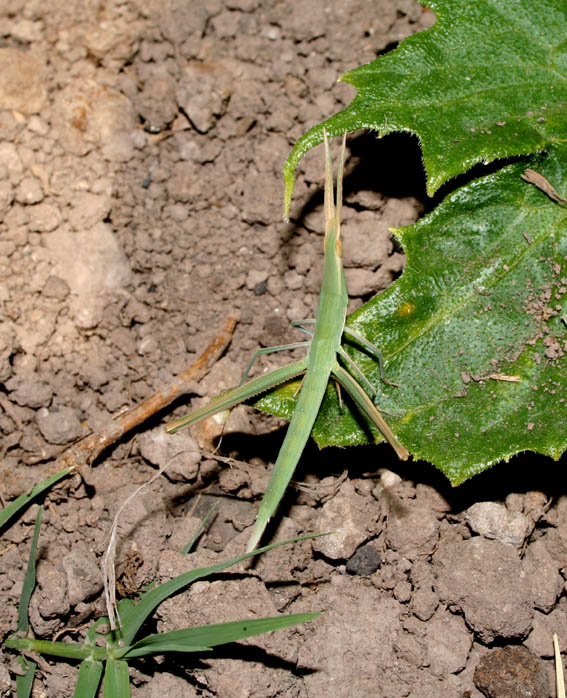 Acrida sp. ( turrita o ungarica mediterranea)